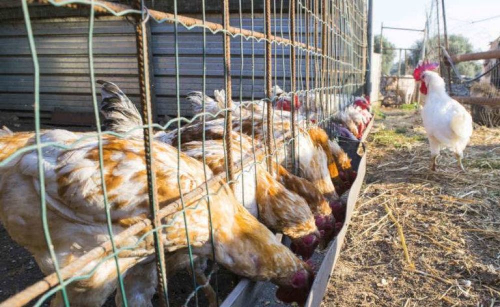 La gripe aviar suma casos y el Gobierno organizó una cumbre para analizar la situación