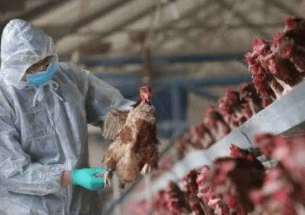 Rastrillan el Valle de Lerma en busca de posibles nuevos casos de gripe Aviar