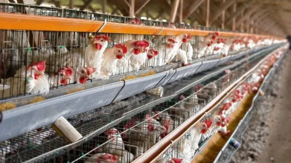 Tras los casos en Santa Fe, el Senasa aclara que la gripe aviar no se transmite por consumir productos avcolas