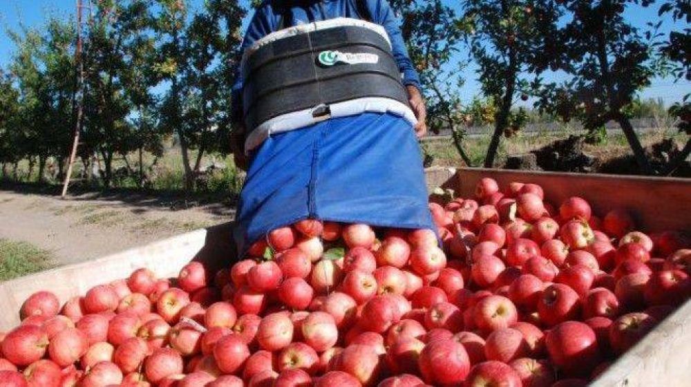 Una buena: Se espera una recuperacin de la produccin y exportacin de peras y manzanas en la temporada 2023