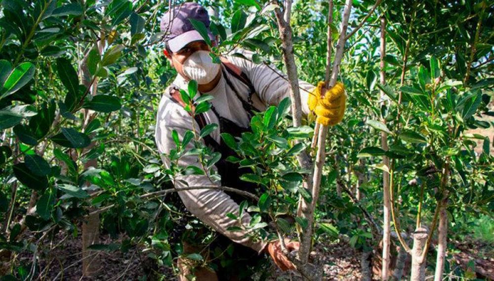 Yerbateros apelan a la tradicin para salvar a sus plantaciones de la seca