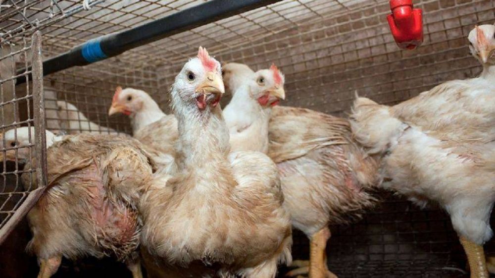 Preocupacin por la aparicin de nuevos casos de gripe aviar: cmo afecta a la Provincia