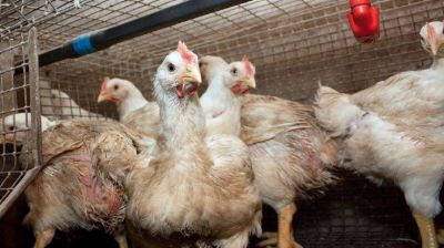 Preocupación por la aparición de nuevos casos de gripe aviar: cómo afecta a la Provincia