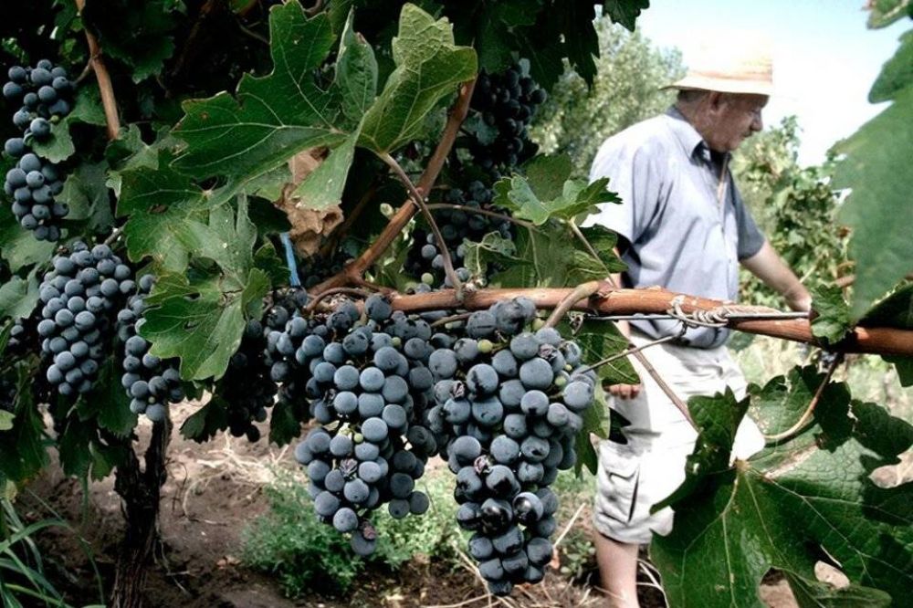 Preparan ayuda para el sector vitivincola