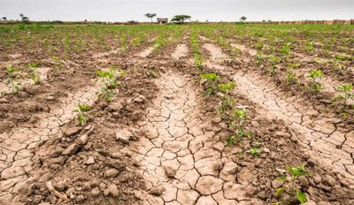 El Ministerio de Economía declaró la emergencia agropecuaria por la sequía