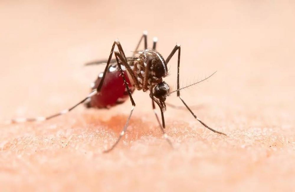Dengue en Crdoba: del total de casos registrados, el 78,4 por ciento son autctonos