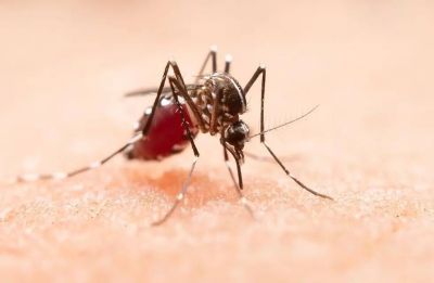 Dengue en Córdoba: del total de casos registrados, el 78,4 por ciento son autóctonos