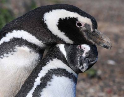 Desinfectarán a turistas que visiten colonias de pingüinos