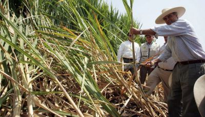 Impulsan la creación de un régimen previsional especial para los trabajadores del sector azucarero