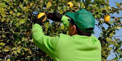 Uatre consiguió un bono de 32 mil pesos para trabajadores del citrus de Tucumán afectados por la demora en la cosecha