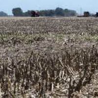 Lapidario panorama para la cosecha de soja y maíz: estiman pérdidas millonarias