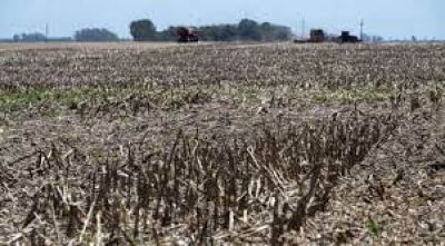 Lapidario panorama para la cosecha de soja y maíz: estiman pérdidas millonarias