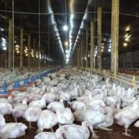 Gripe aviar: establecieron nuevas medidas sanitarias de emergencia en todo el país