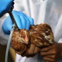  Por la gripe aviar, piden asistencia a productores