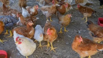 Detectaron el primer caso de gripe aviar en Chubut