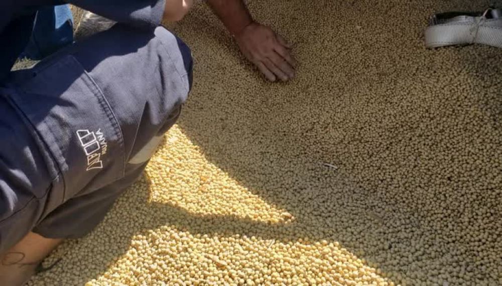 AFIP investiga a 20 cerealeras por la subfacturacin de $44.000 millones