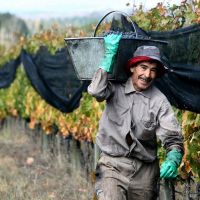 En medio de conflictos por aumento de salarios, el gremio de vitivinícolas de Cafayate pasó a manos de una lista de izquierda