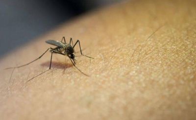 Córdoba sumó 531 casos de dengue en una semana y acumula 875 en la temporada