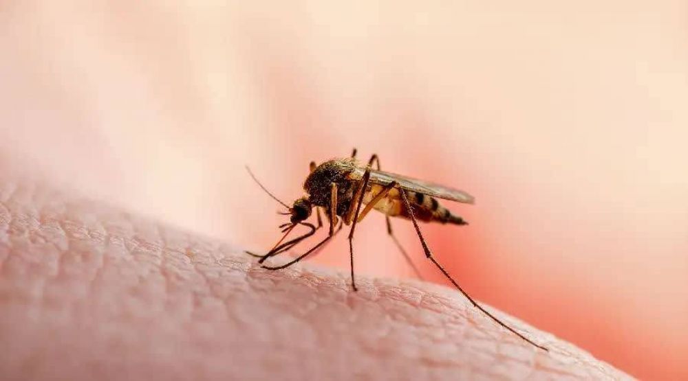 Critas se solidariza con los afectados por el dengue en Argentina