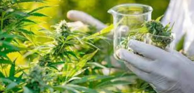 Mendoza pide a Nación que reglamente la ley para desarrollar la industria de cannabis