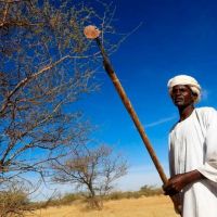 Goma arábiga: por qué la guerra de Sudán afecta a los refrescos, las golosinas y el vino