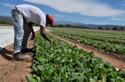El otro campo: exigen políticas para quienes producen el 66% de los alimentos del país