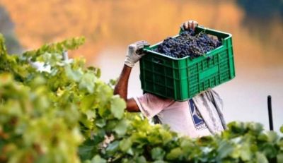 Para el sector vitivinícola, la devaluación post PASO se llevó puesto al dólar agro