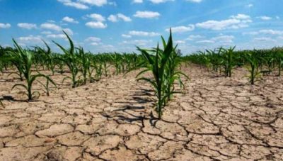 Por la sequía, se declaró emergencia agropecuaria en Santa Cruz