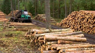 Preocupacin en la industria forestal porque el 60% de la produccin maderera se destina a la obra pblica