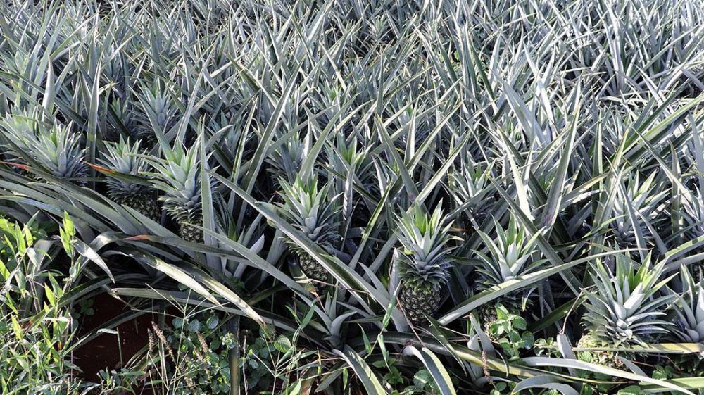 Costa Rica: Dole, nuevas tecnolog�as y viejas ma�as