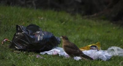 La crisis de la basura en Bariloche: Un testimonio visual de su impacto en la naturaleza