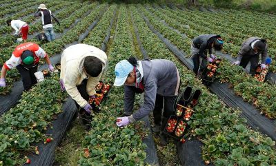 El Gobierno confirm la vigencia de la reglamentacin que permite que los trabajadores rurales temporarios accedan a un empleo registrado sin perder la ayuda social