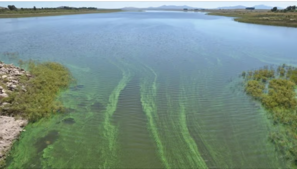 Se incrementaron las algas en un Dique y hay problemas en el suministro de agua en Baha Blanca y Coronel Rosales