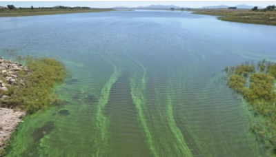 Se incrementaron las algas en un Dique y hay problemas en el suministro de agua en Baha Blanca y Coronel Rosales