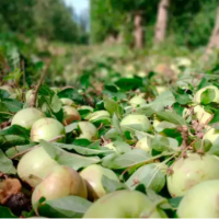 CAFI desminti suspensin de trabajadores en los galpones de fruta del Alto Valle