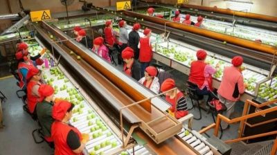 Trabajadores de la fruta obtendrn un sueldo bsico de ms de $1 milln