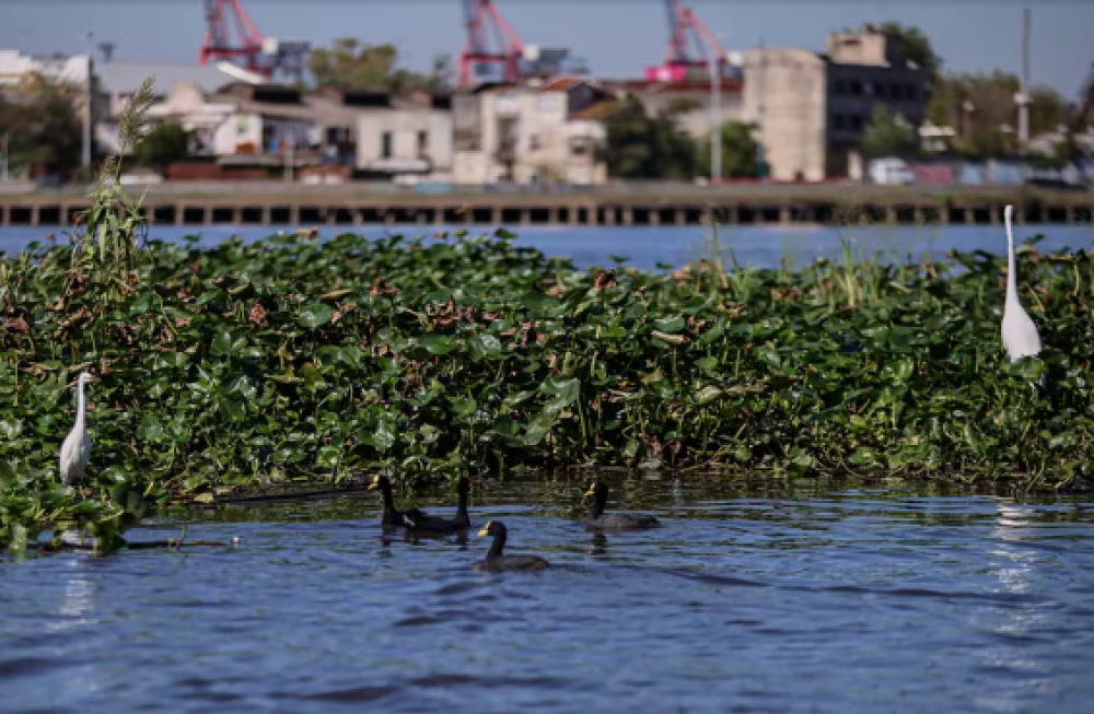 Navegar en el Riachuelo: viaje por un ro herido al que empezaron a volver los peces y los pjaros