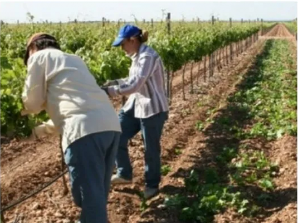 La CRA cruz a la UATRE por sus denuncias sobre empleo rural informal