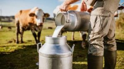 Crisis alimentaria: cierre de tambos, despidos y baja del 11% en el consumo de leche