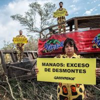 Activistas de Greenpeace bloquearon topadoras en un enorme desmonte de los dueos de Manaos
