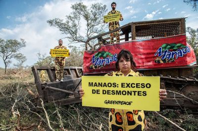 Activistas de Greenpeace bloquearon topadoras en un enorme desmonte de los dueos de Manaos