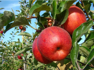 Moderado optimismo por las mermas de manzana en Europa