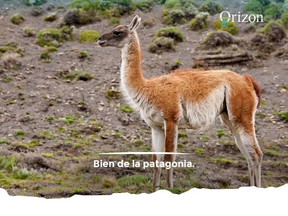 Del guanaco al agua mineral de manantial, la apuesta de una firma local por la Patagonia