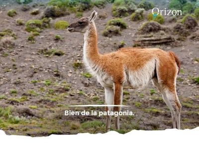 Del guanaco al agua mineral de manantial, la apuesta de una firma local por la Patagonia