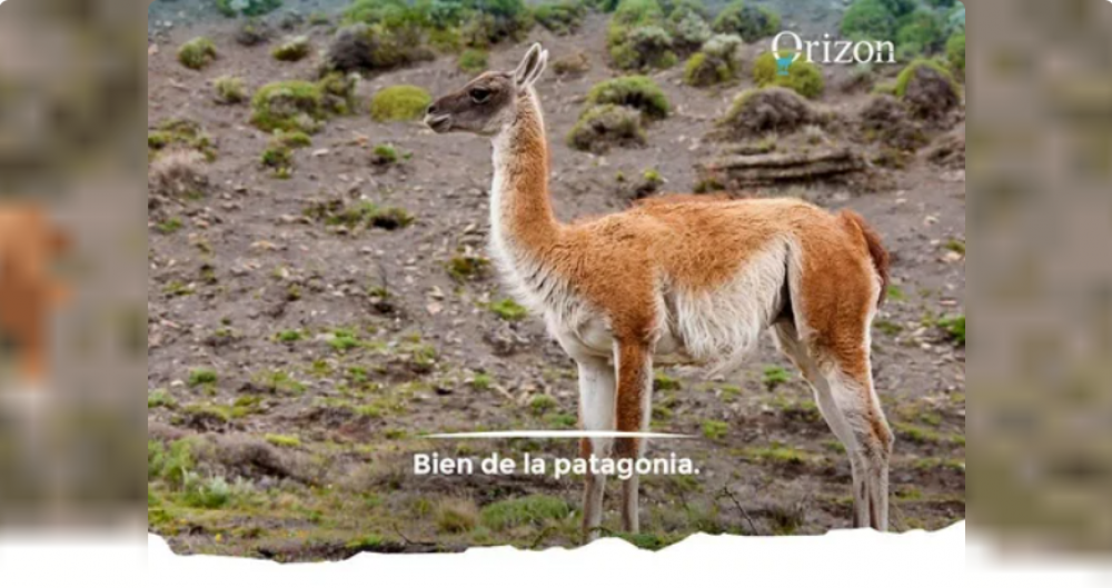 Del guanaco al agua mineral de manantial, la apuesta de una firma local por la Patagonia