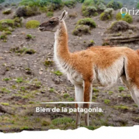 Del guanaco al agua mineral de manantial, la apuesta de una firma local por la Patagonia