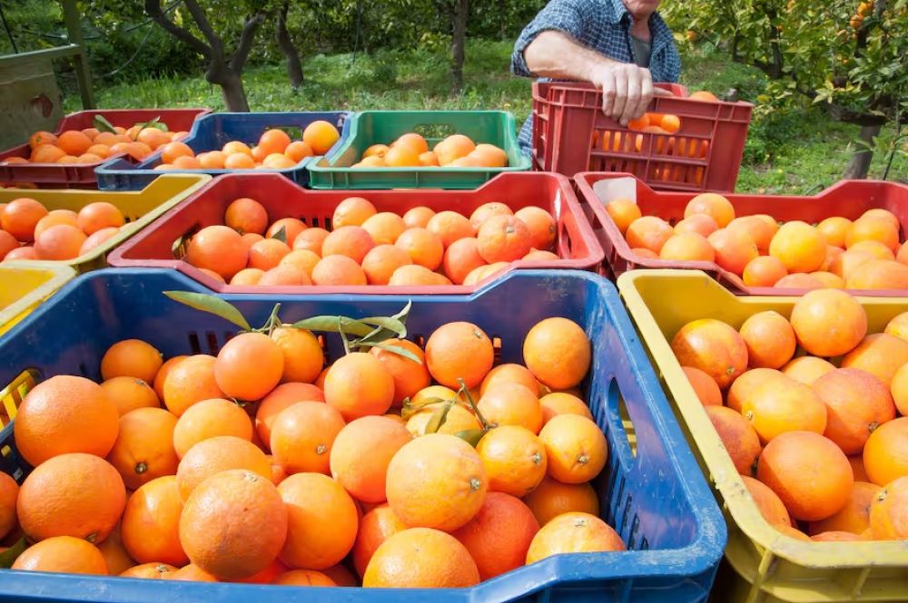 Cambia un paradigma: el mundo viene por el jugo argentino de naranja por un mal que golpea a Estados Unidos y Brasil