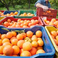 Cambia un paradigma: el mundo viene por el jugo argentino de naranja por un mal que golpea a Estados Unidos y Brasil