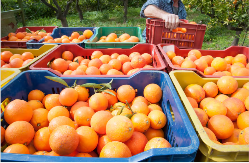 No hay reservas: por qu el mundo le puso su atencin al jugo de naranja argentino