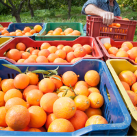 No hay reservas: por qu el mundo le puso su atencin al jugo de naranja argentino